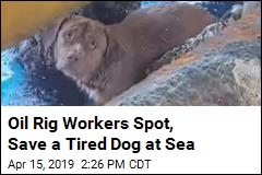 Lucky Dog Rescued 135 Miles From Shore