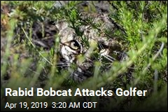 Rabid Bobcat Injures Connecticut Golfer, Horse