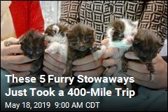 These 5 Furry Stowaways Just Took a 400-Mile Trip