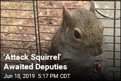 Deputies Encounter &lsquo;Attack Squirrel&rsquo; During Bust