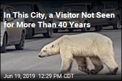 Weak-Looking Polar Bear Seen Hundreds of Miles From Home