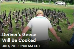 Denver to Kill Its Geese, Use the Meat