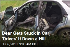 A Bear Got Stuck in a Car. A &#39;Butt-Shift&#39; Set the Car Rolling