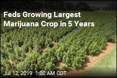 Feds Growing Largest Marijuana Crop in 5 Years
