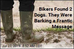 He Got Stuck in Mud, No Help in Sight. His Dogs Took Action