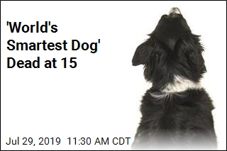 &#39;World&#39;s Smartest Dog&#39; Dead at 15