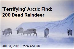 &#39;Terrifying&#39; Arctic Find: 200 Dead Reindeer