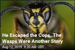 He Escaped the Cops. The Wasps Were Another Story