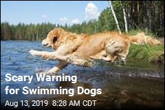 Scary Warning for Swimming Dogs