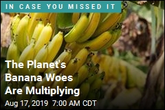The Planet&#39;s Banana Woes Are Multiplying