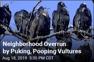 Neighborhood Overrun by Puking, Pooping Vultures
