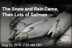 The Snow and Rain Came, Then Lots of Salmon