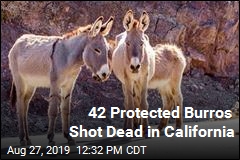 42 Protected Burros Shot Dead in California