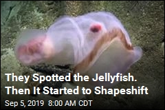 They Spotted the Jellyfish. Then It Started to Shapeshift