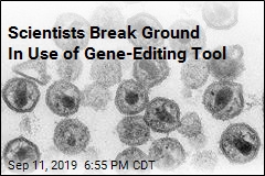 Scientists Break Ground In Use of Gene-Editing Tool