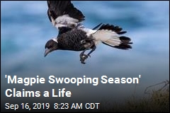 &#39;Magpie Swooping Season&#39; Claims a Life