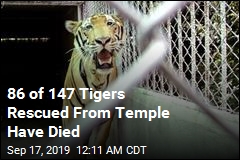 86 of 147 Tigers Rescued From Temple Have Died