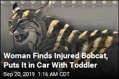Woman Puts Injured Bobcat Next to Toddler in Car