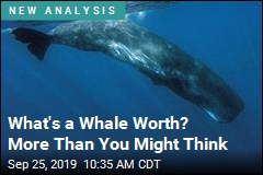 What&#39;s a Whale Worth? More Than You Might Think
