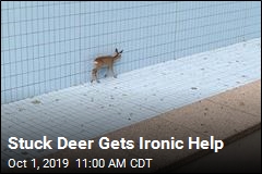 Stuck Deer Gets Ironic Help