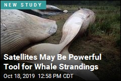 Satellites May Be Powerful Tool for Whale Strandings