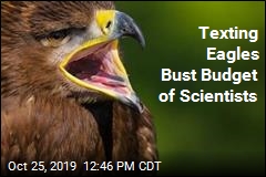 Texting Eagles Bust Budget of Scientists