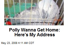 Polly Wanna Get Home: Here's My Address