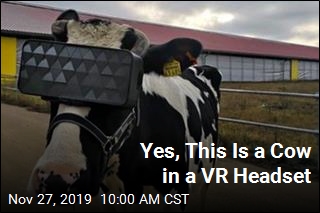 How Russia Is Getting Its Cows to Chill: VR Headsets