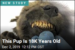 This Pup Is 18K Years Old