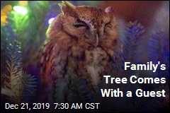 One of Those Owls Isn&#39;t an Ornament