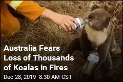 Thousands of Koalas May Have Died in Australia wildfires