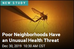 A Consequence of Empty Buildings? Bigger Mosquitoes