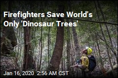 Firefighters Save World&#39;s Only &#39;Dinosaur Trees&#39;