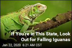 If You&#39;re in This State, Look Out for Falling Iguanas