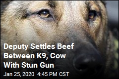 Deputy Settles Beef Between K9, Cow With Stun Gun