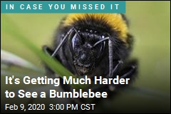 It&#39;s Getting Much Harder to See a Bumblebee