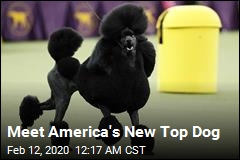 Poodle Is America&#39;s New Top Dog