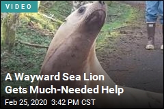 Wayward Sea Lion Far From Water Is Rescued