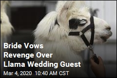 Bride Vows Revenge Over Llama Wedding Guest