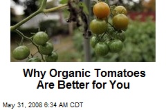 Why Organic Tomatoes Are Better for You