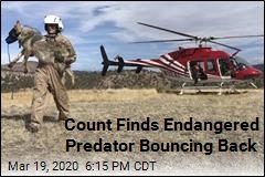 Count Finds Endangered Predator Bouncing Back