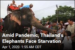 Amid Pandemic, Thailand&#39;s Elephants Face Starvation