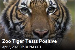 Zoo Tiger Tests Positive