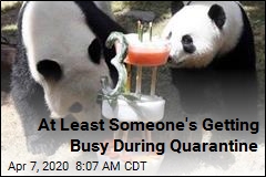 Zoo Closed for Virus, Pandas Get a Room