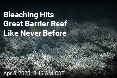 Bleaching Hits Great Barrier Reef Like Never Before