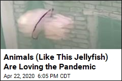 Jellyfish Is Just One Creature Taking Advantage of All This