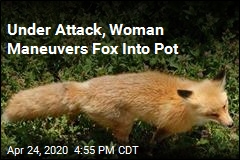 Fox Attacking Gardener Finds Itself in a Pot