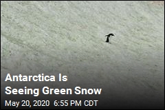 Antarctica&#39;s Green Snow Mapped From Space