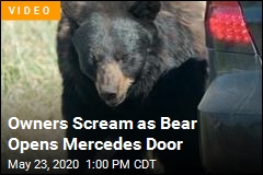 Owners Scream as Bear Opens Mercedes Door