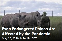 Pandemic Halts Work to Save Rare Rhinos